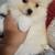 POM POMS/pomeranian 2 thumbnail
