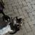 Rehoming Kittens 1 thumbnail