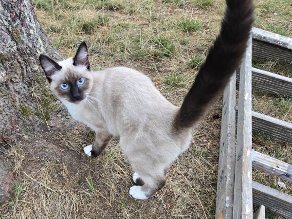 6 month old male siamese ragdoll male (Bellingham)63869711492737120