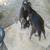 Breeding pair of dwarf goats 4 thumbnail
