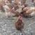 Hens 3 thumbnail