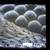 SEM - Scanning Electron Microscope Semi-Functional Jeol 6400 8 thumbnail
