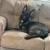 German shepherd puppy’s 3 thumbnail