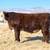 Hereford Yearling Bulls 10 thumbnail