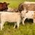 Mini calves 2 thumbnail