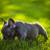 Blue Male Puppy French Bulldog 12 thumbnail