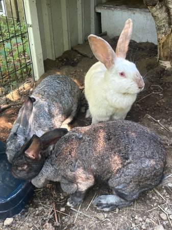 3 flemish mixes (Guild)63844233526273120
