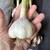 Fresh Garlic No Pesticides Soft and Hardneck Varieties 2 thumbnail