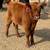Mini Donkeys — Mini Cattle — Mini Horses 3 thumbnail