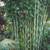 Gracilis Bamboo ~ Premier Clumping Bamboo for Privacy 2 thumbnail