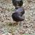 Chocolate orpington hens 3 thumbnail