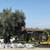 🫒 GIANT 150+ YEAR OLD SUPER GNARLY TRUNK OLIVE TREES GIANT SAVIINGS🫒 13 thumbnail