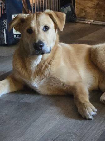 Malamute-ridgeback (Spanaway)63949211342979122