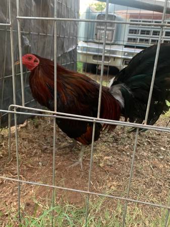 Ruble hatch rooster 1