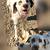 Dalmation Puppies 5 thumbnail