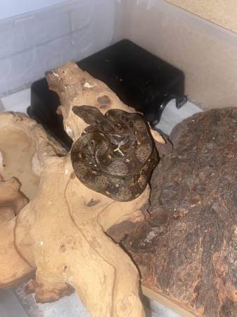 Female Boa63859315675267121