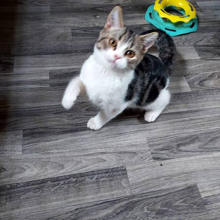 Gatita hembra63844235833217122
