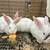 Show, pet, brood rabbits, NZ, Polish, FL, VL 2 thumbnail