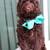 $700. MINI AUSTRALIAN LABRADOODLE $$ 700 1 thumbnail