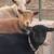 Nigerian Dwarf  Goats 1 thumbnail