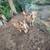 Goats nubian boer cross wethers 1 thumbnail