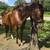 Quarter Horse Mare 3 thumbnail