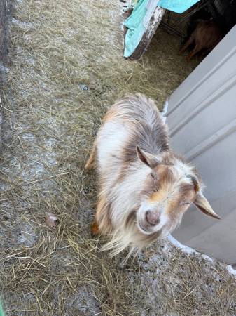 Registered Nigerian dwarf buck 1