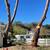 TREE &STUMP GRINDING &STUMP REMOVAL SERVICE 6 thumbnail