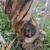 Tree Burrows 8 thumbnail