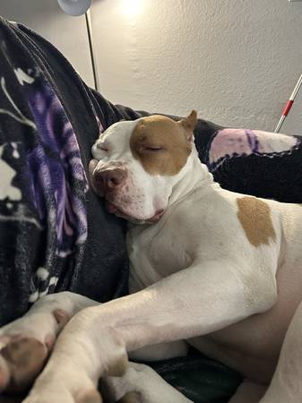 Rehoming the sweetest pitty in the world (Las Vegas)63907299129603121