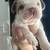 Frenchbulldog 1 thumbnail