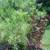 Yellow Oleander, Mango Trees, Cranberry Hibiscus, Papaya Trees 7 thumbnail