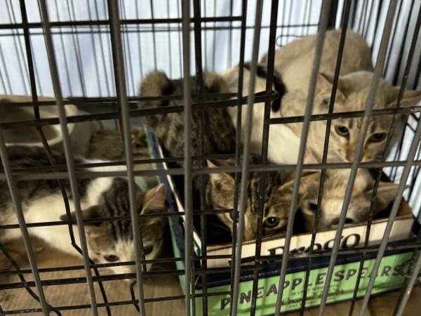 ¡¡Los gatos esterilizados necesitan tu ayuda!! (Salado)63839345306371123