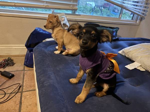 Operation save the puppies 1