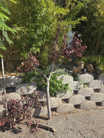 Japanese maple burgundy lace tree (multiple pieces) - $75 (San Jose)63471232523267120