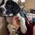 English bulldog/ American cocker spaniel 8 thumbnail