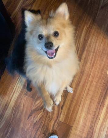 Raro Pomerania Macho Retro (Brightwood)63916332575874124