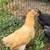 Chickens 5 thumbnail