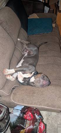 FREE BEAUTIFUL 1YR FREE ONLY DOG WOMAN/KID LOVER (Headland)63828151458691122