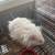 Free Free long haired Syrian hamsters 6 thumbnail