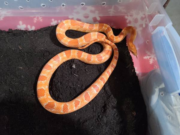 Corn Snakes 1