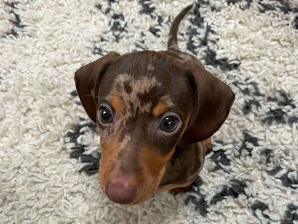 Gorgeousness Dachshund  Puppy 1