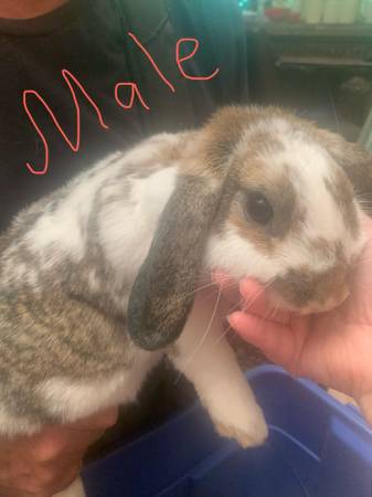 Conejo macho (Burnsville)