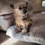 Paws2Paws, Pet Sitting Services 4 thumbnail