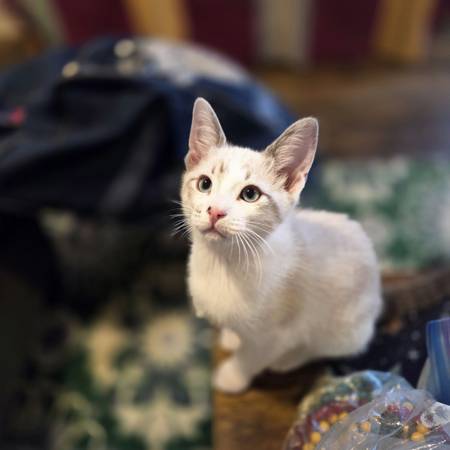 FREE KITTENS 3 NEED NEW HOMES (Centralia)63911603427587120