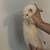Ferret for sale 3 thumbnail