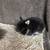 Netherland Dwarf Bunny - Black Otter 3 thumbnail