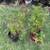 Citronella Mosquito Repellent Rooted Live Plant 3 thumbnail