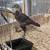 Bantams and modern game bantams 2 thumbnail