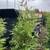 Premium Quality Cedar Hedges For Sale 15 thumbnail